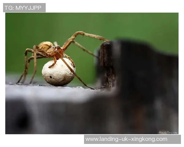 足球蛛的奇妙世界揭秘与生态保护的重要性探讨